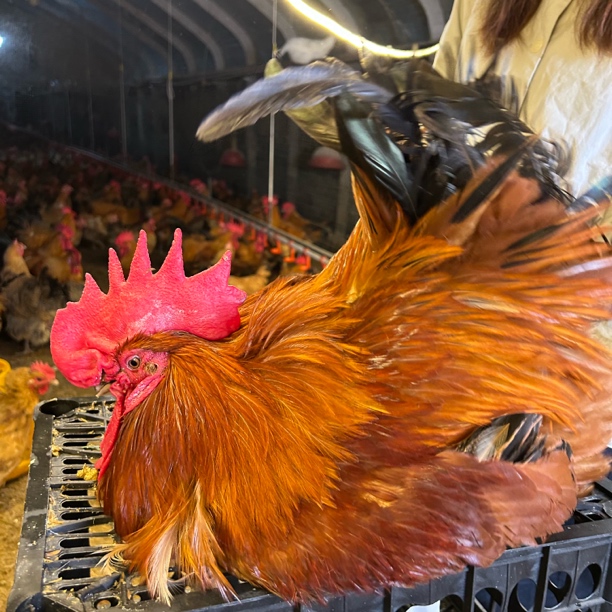 2年老公鸡淮南草土鸡柴鸡草鸡走地鸡溜达鸡