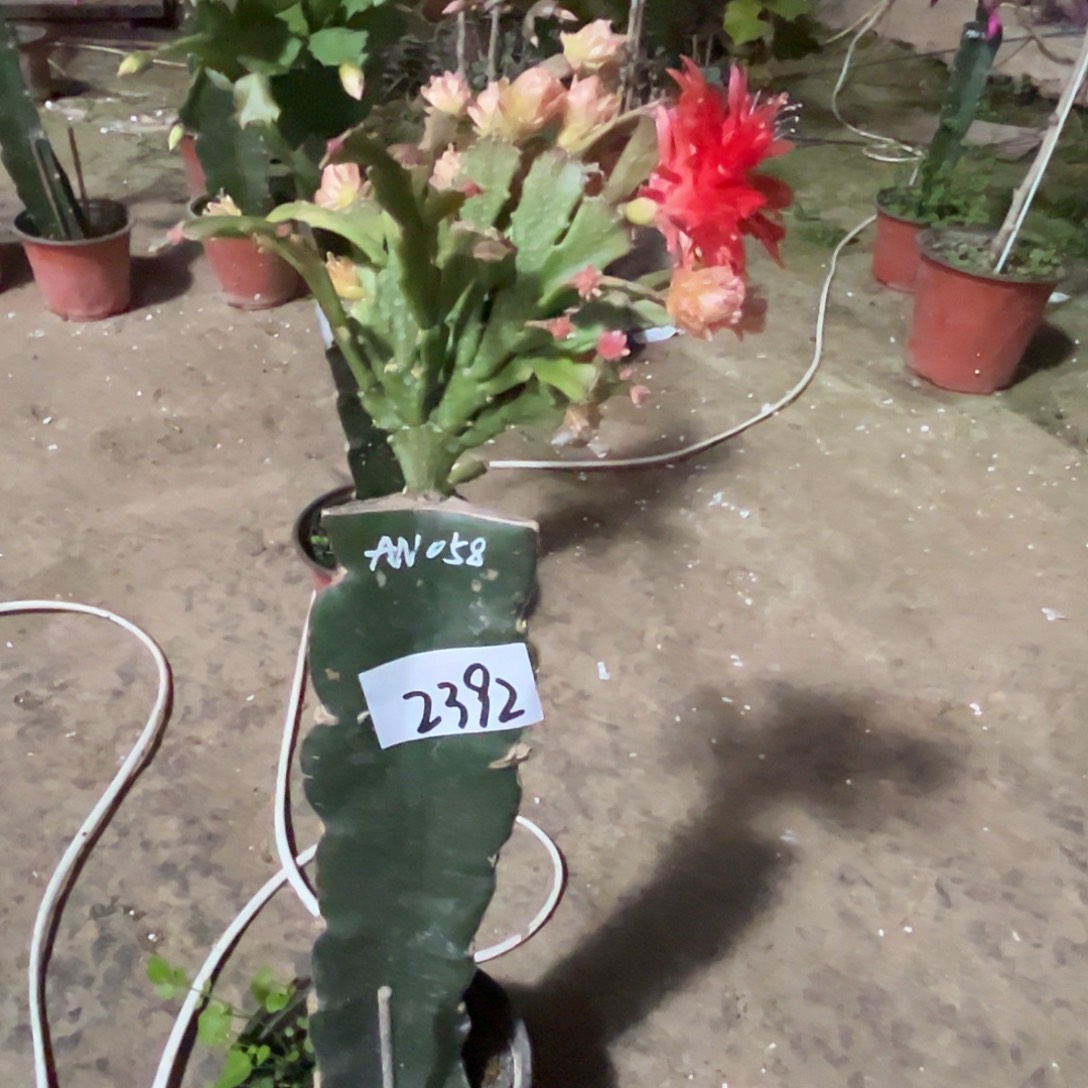 完全开放2392AN058