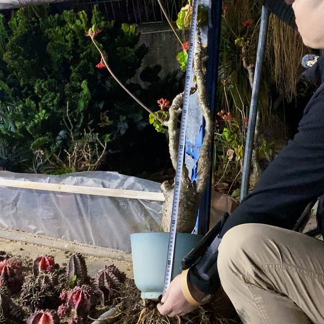 佛肚海棠带盆土高度80厘米左右