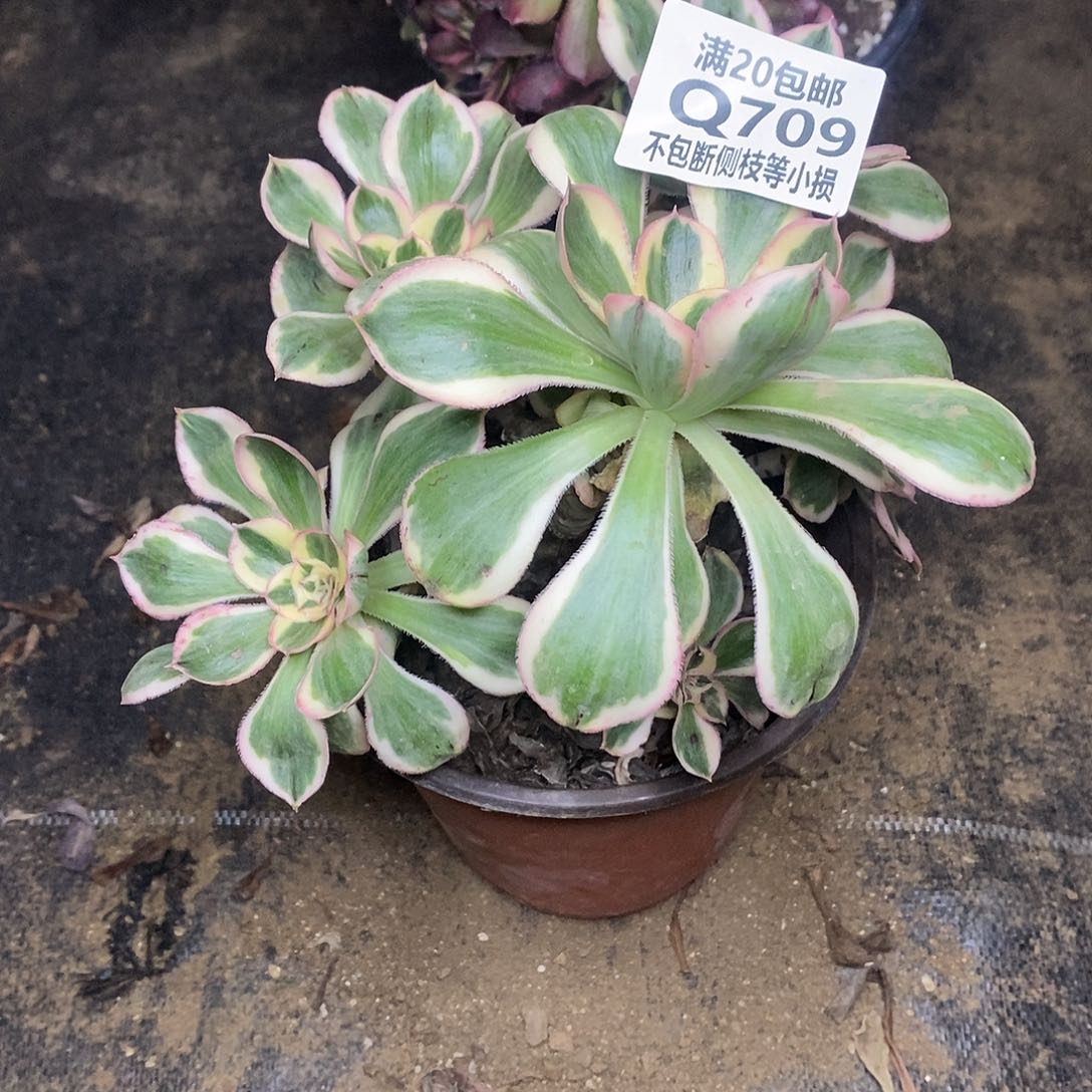 709燕姿锦有砍多肉