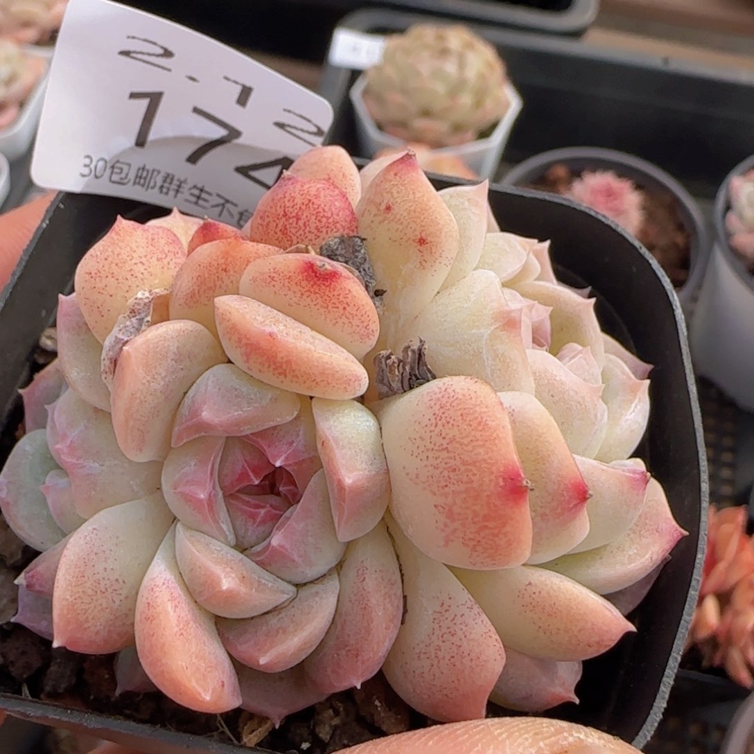 糖心三头一颗脱土发货