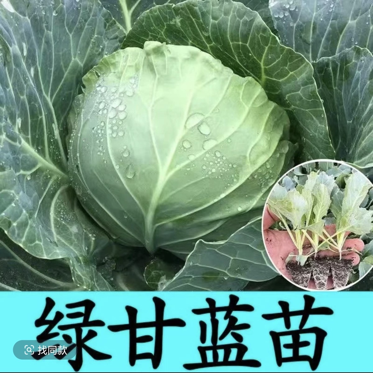 绿甘蓝秧苗高产绿色卷芯菜包菜耐寒秋冬阳台盆栽苗
