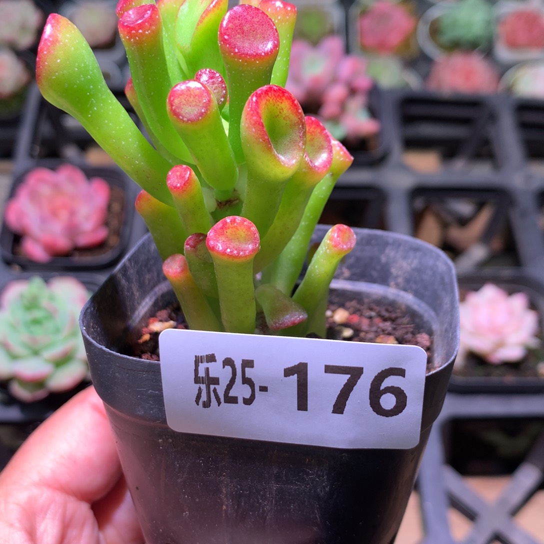 乐然25-176 吸财树 