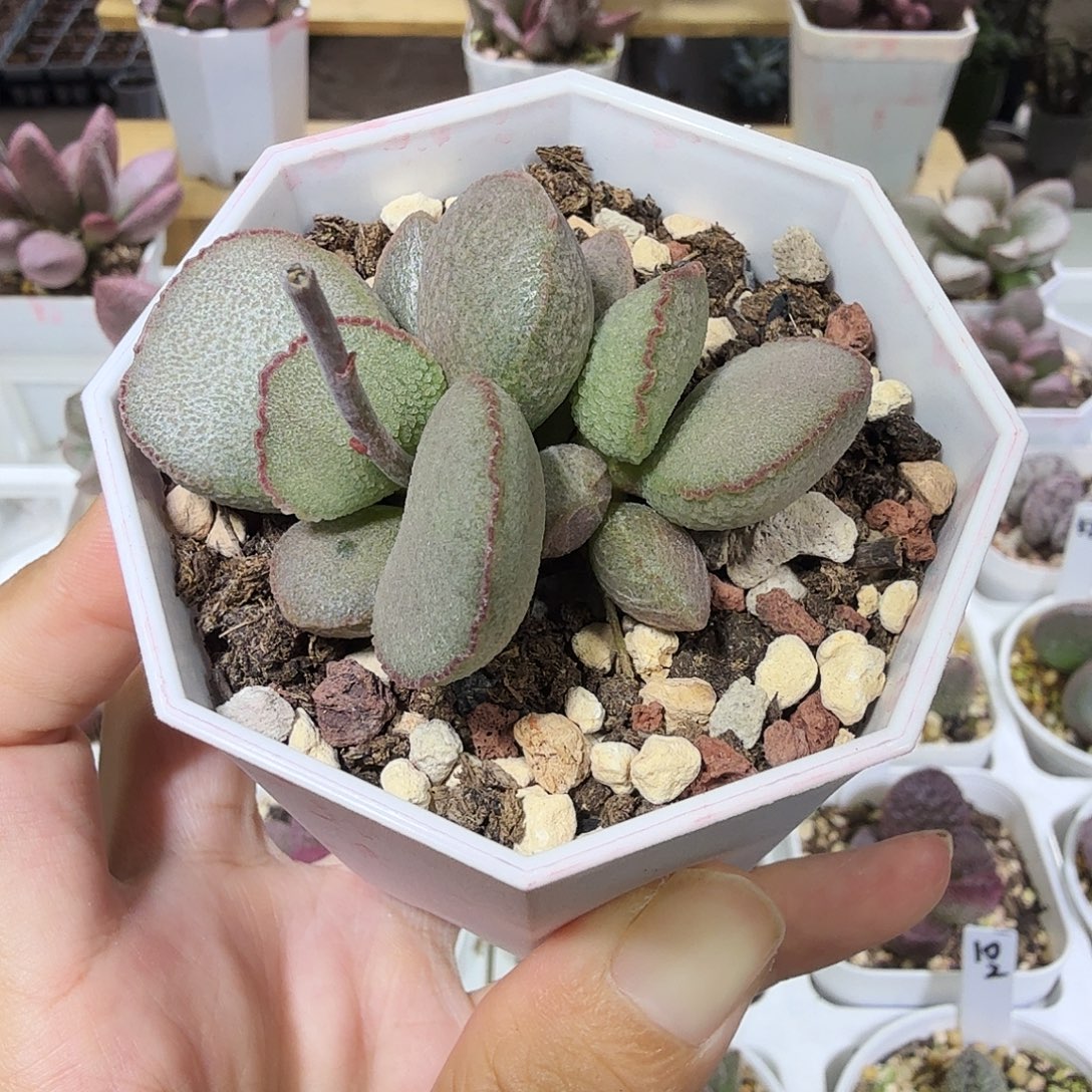 妖姬水泡多肉植物