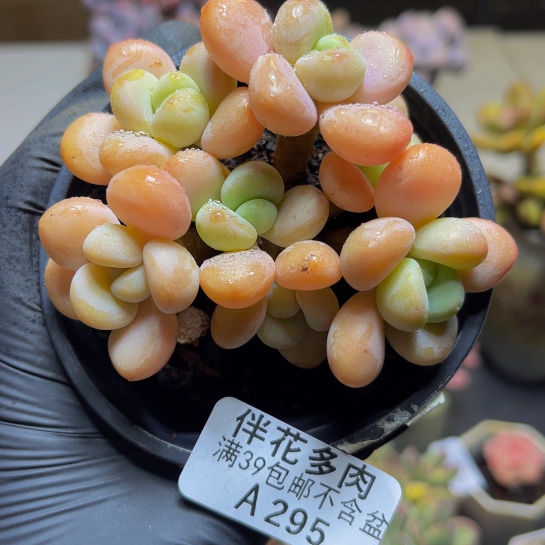 295橘子香水洛神9厘米（淡香）