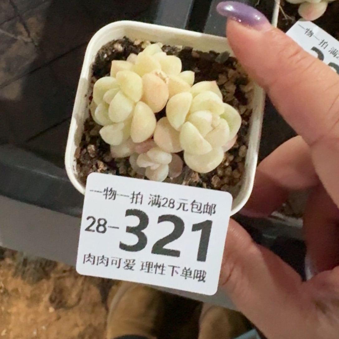 冰玉无盆土发货无