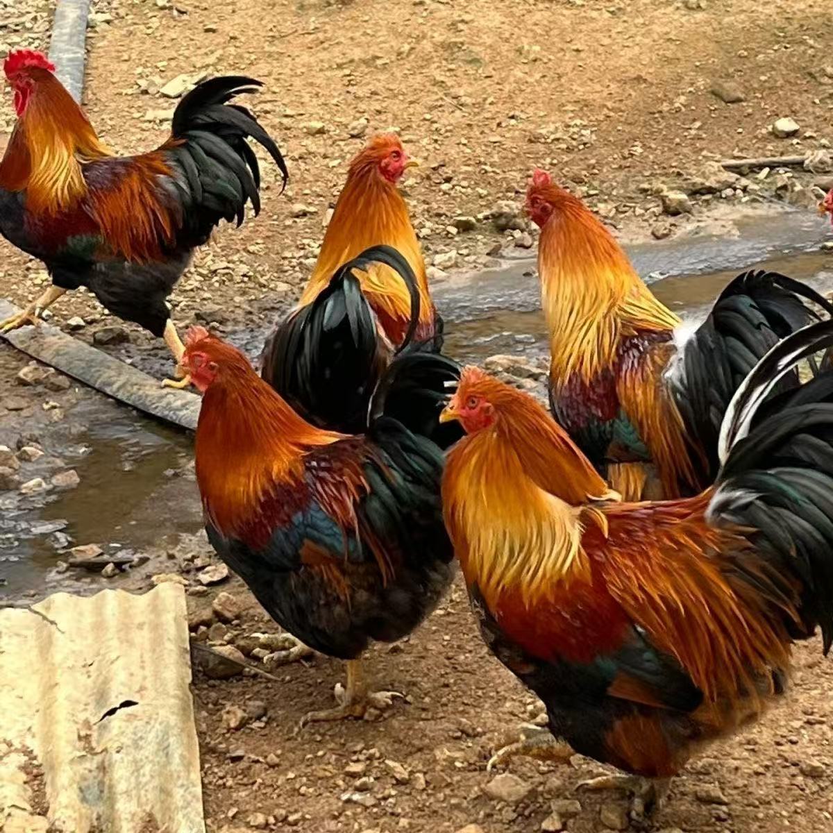 [2只]清远大扇鸡 农家放养土鸡走地鸡 现宰现杀