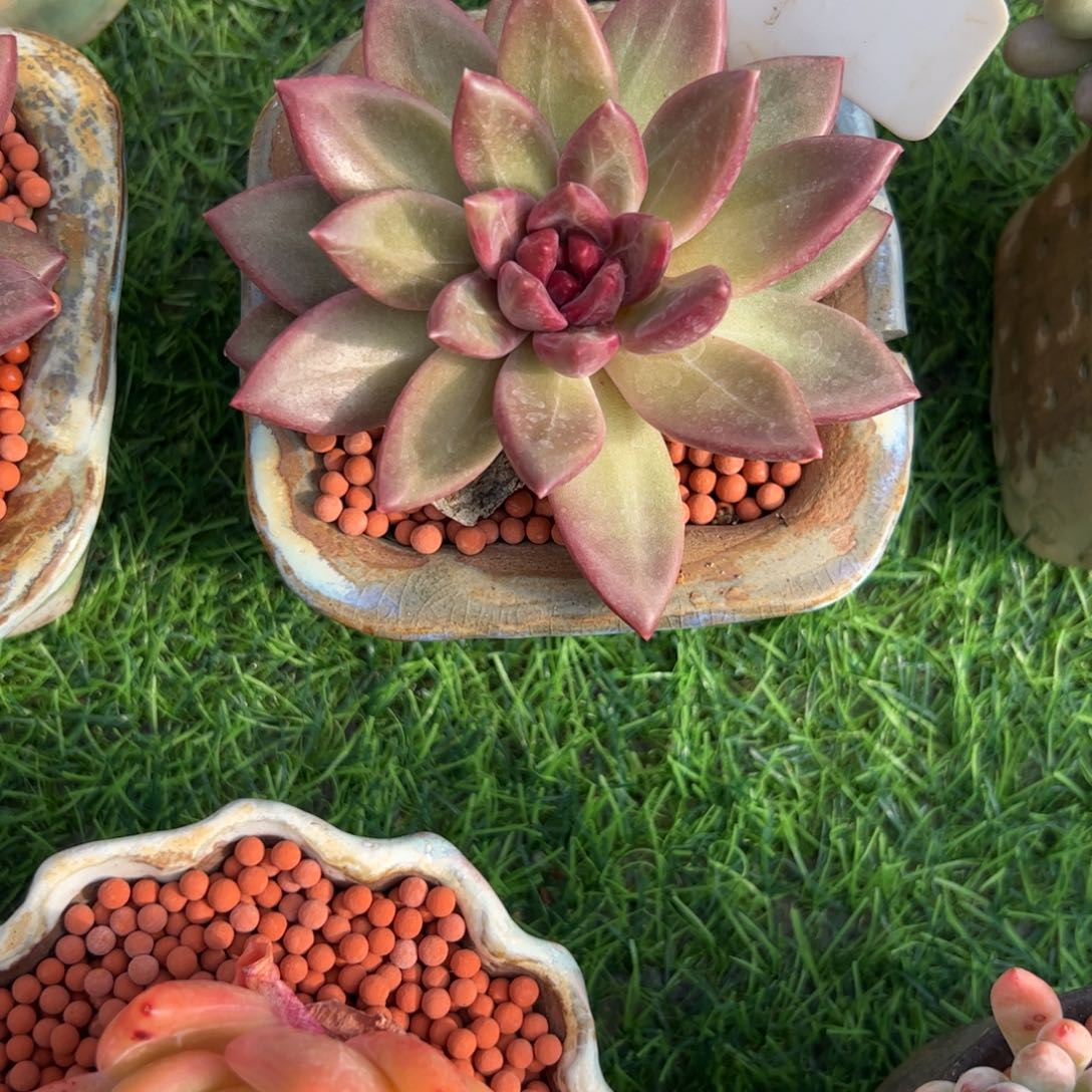 单头迷雾泡泡多肉福利