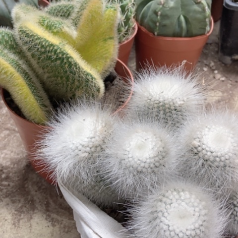 金丝猴缀白小丁38米