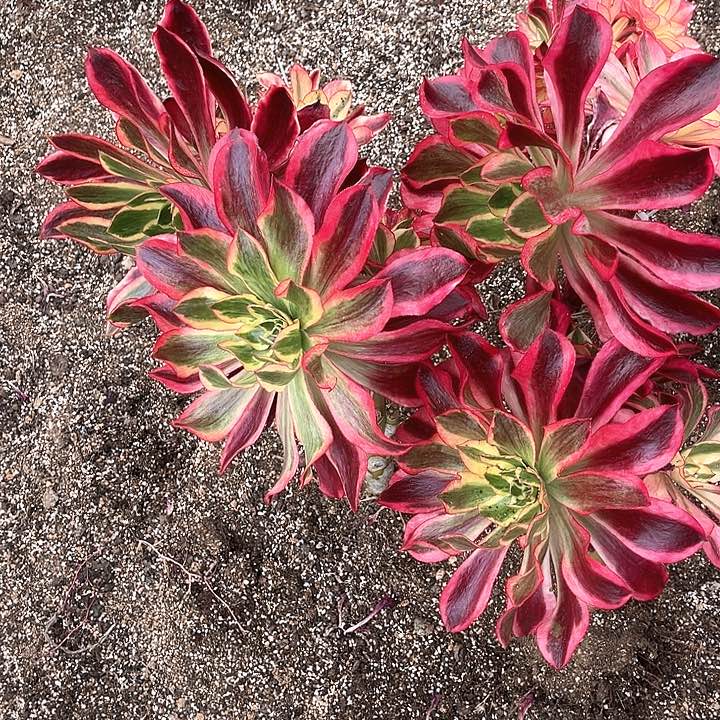 执****】魅影法师多肉植物