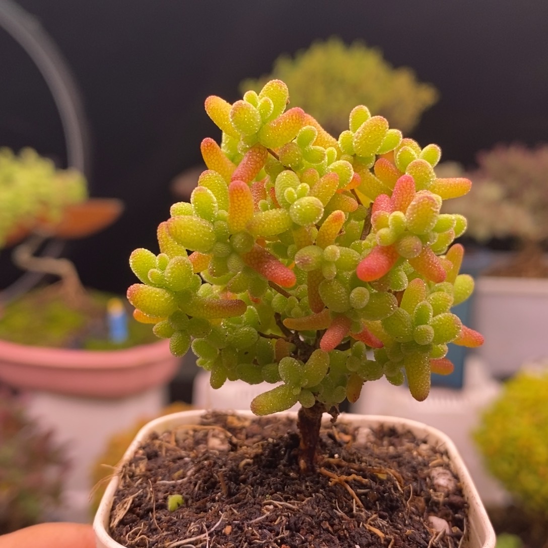 28蜜橘。            