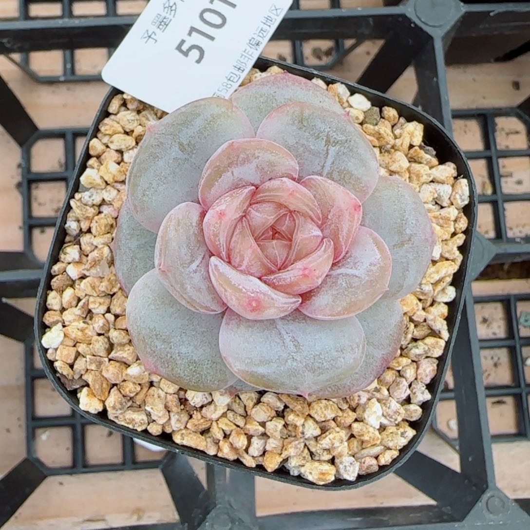 孤品珍妮，5101多肉植物