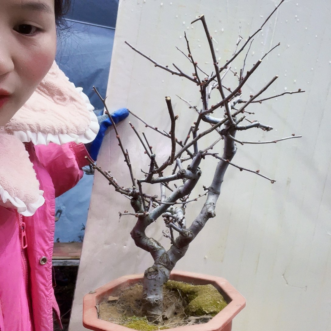 金**8海棠盆景一物一拍