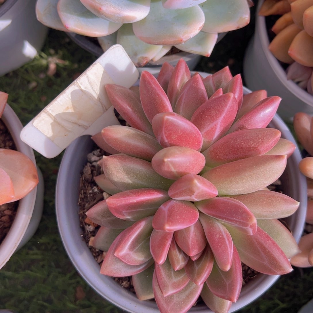 香玉等多种名贵的产品和服务