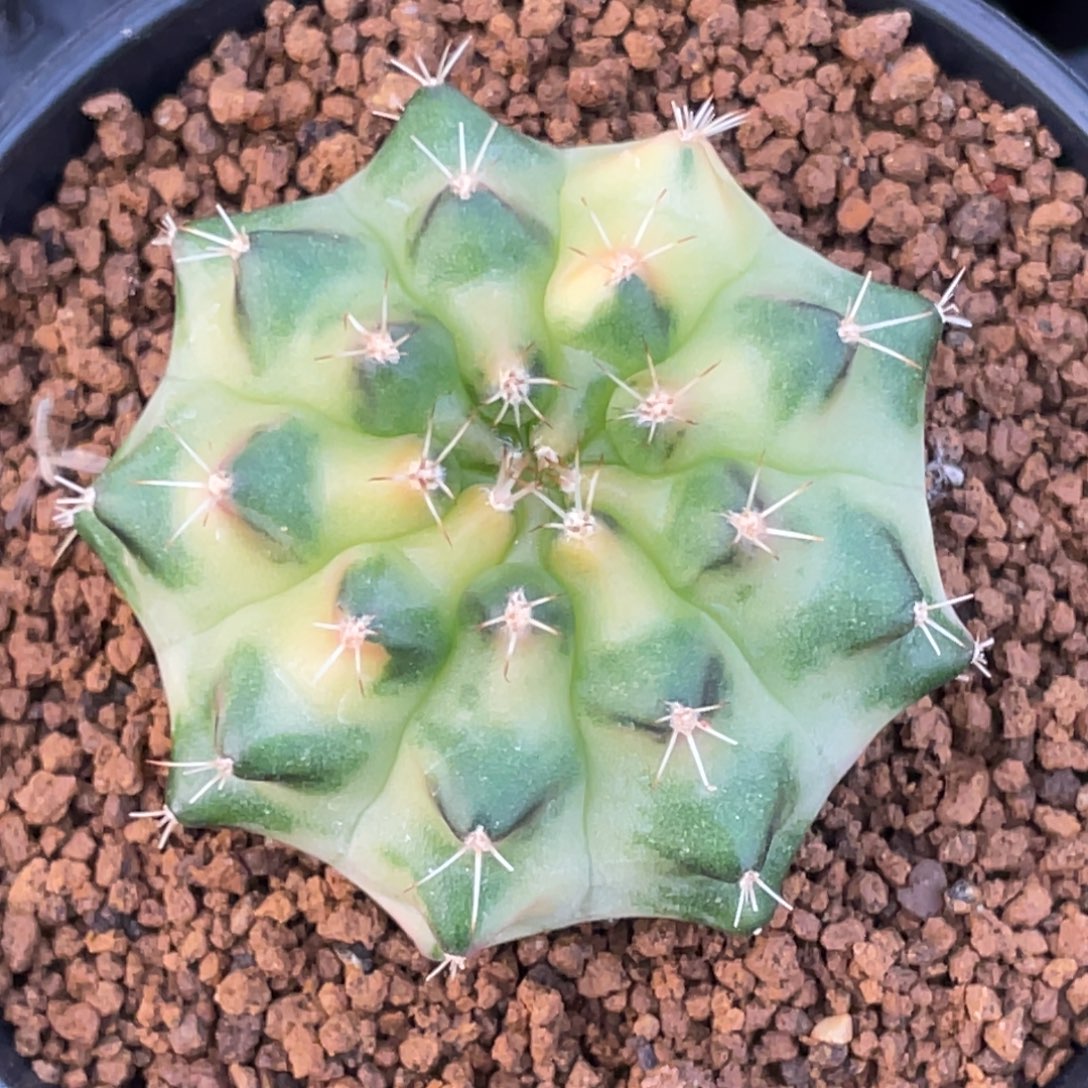 当前无花朵，栽培后可花朵月亮