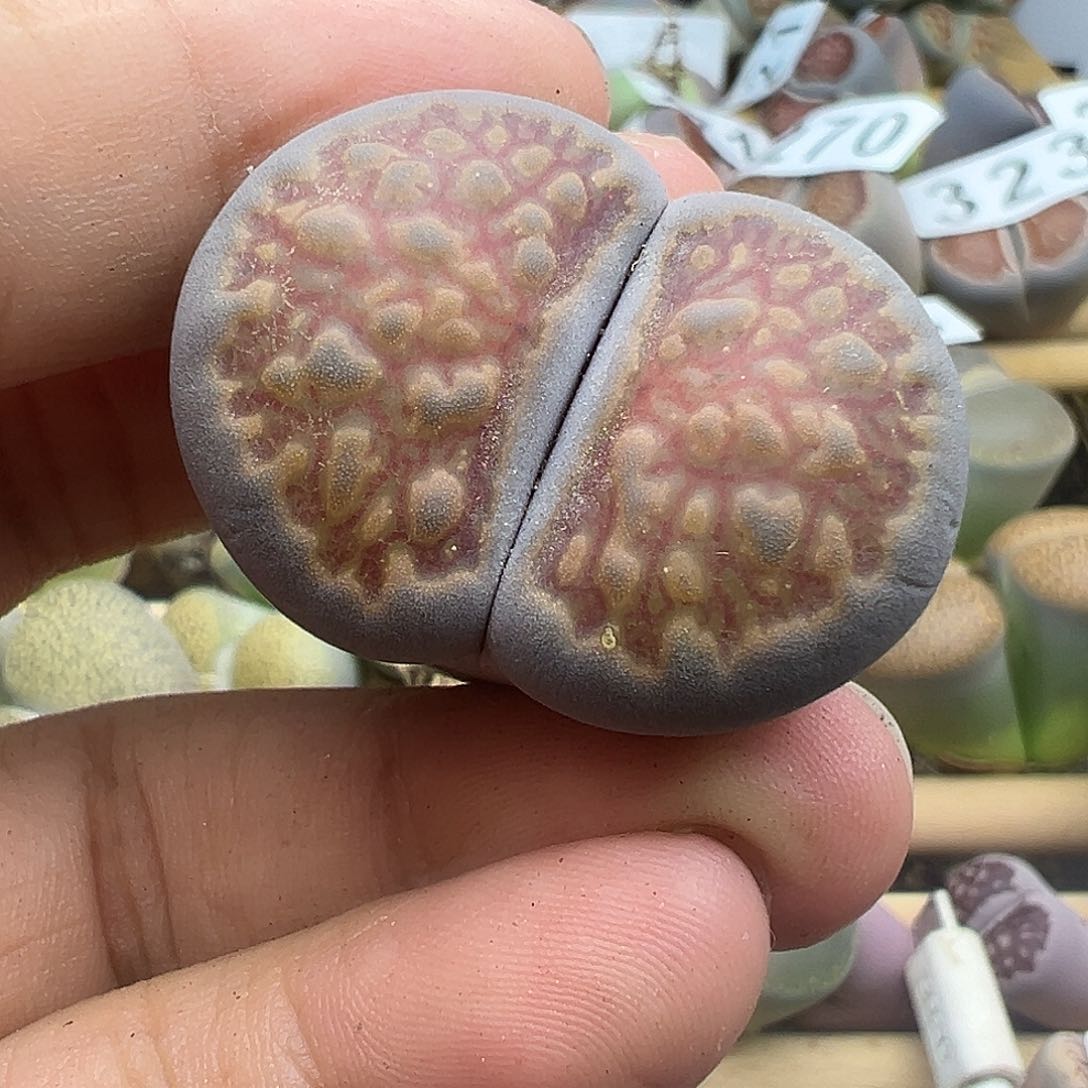 326好蓝体111111111111111
