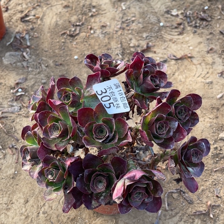 305魅金玫瑰绣球1