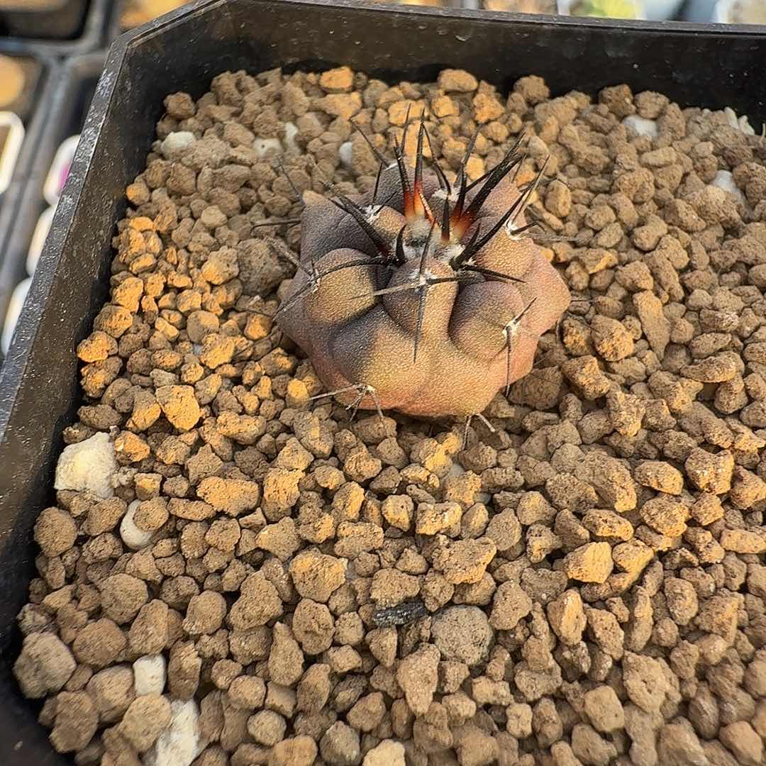 嗯***哼实生孤龙脱土发货