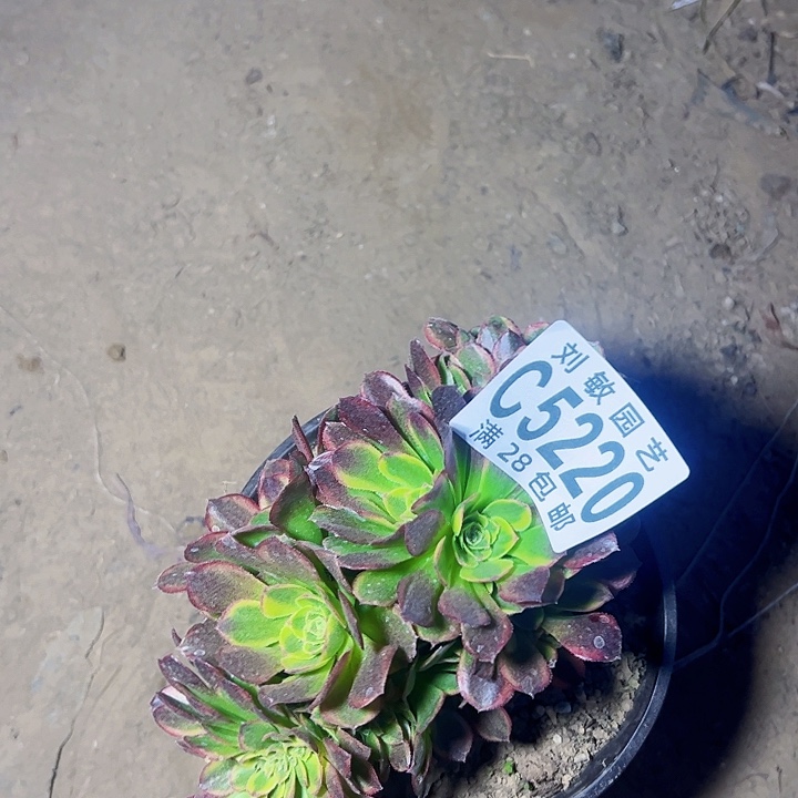 奶白缀多肉植物法师5220