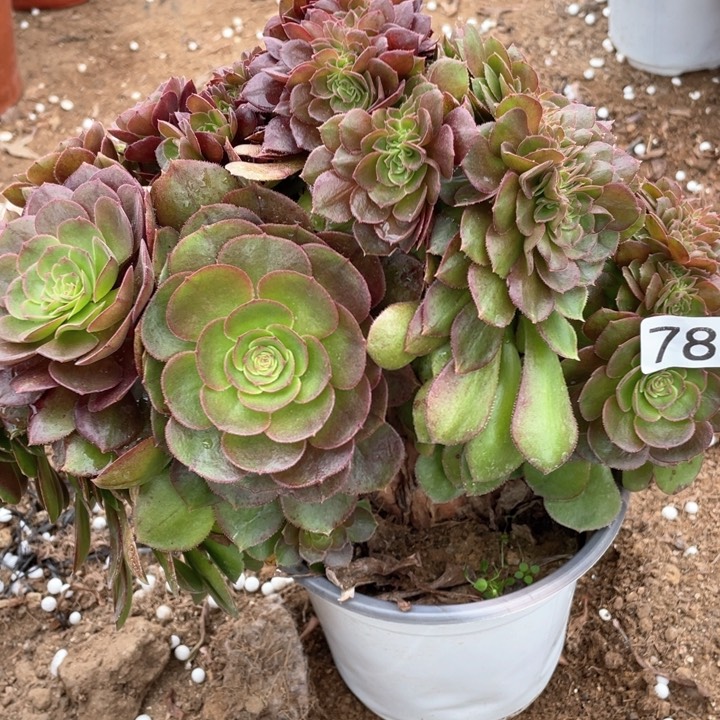 785多肉植物万缀