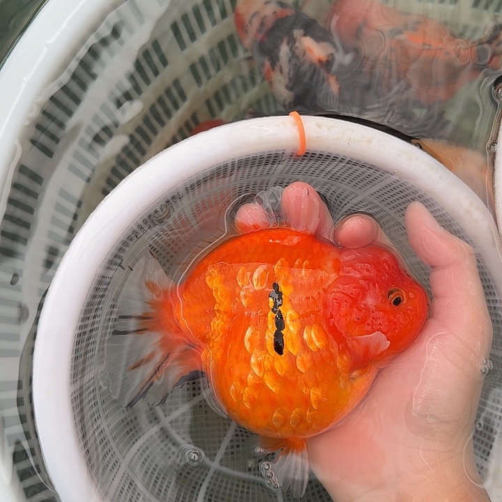 金鱼全红小缎带111