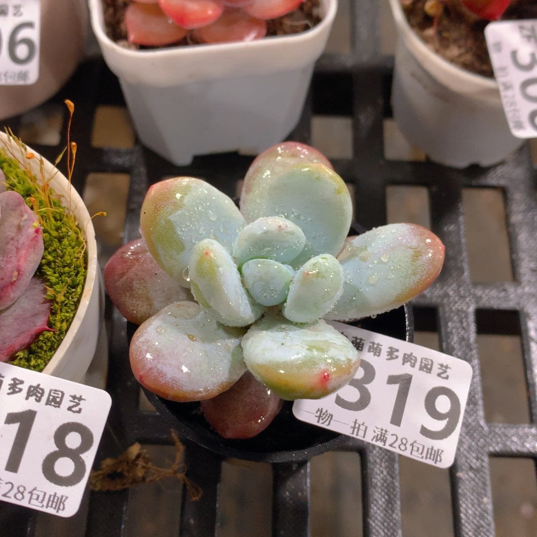 肉萌萌拇指盆精控多肉ZF319