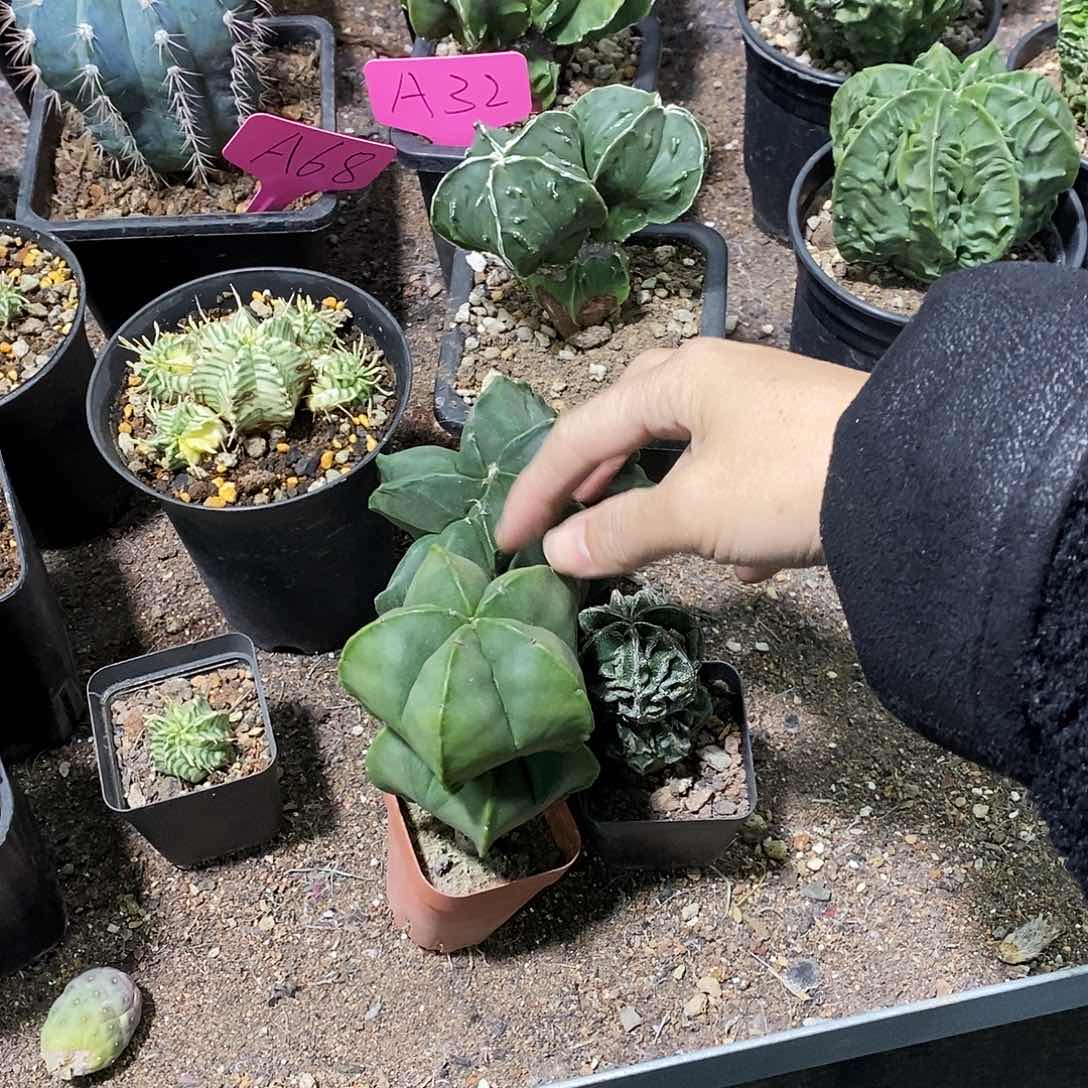 金*英花花草草花花草草