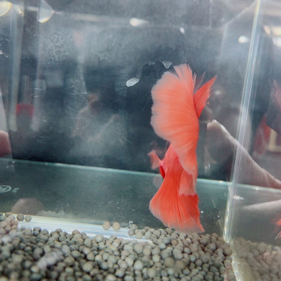 海水鱼福利价格精品巨斗巨型斗鱼