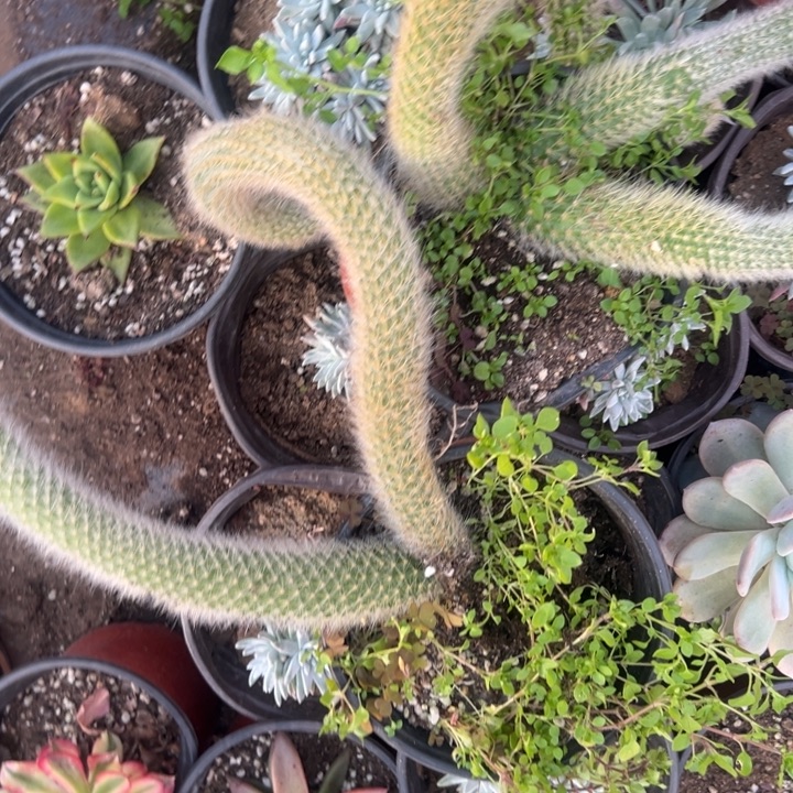 多肉植物九尾狐不售后