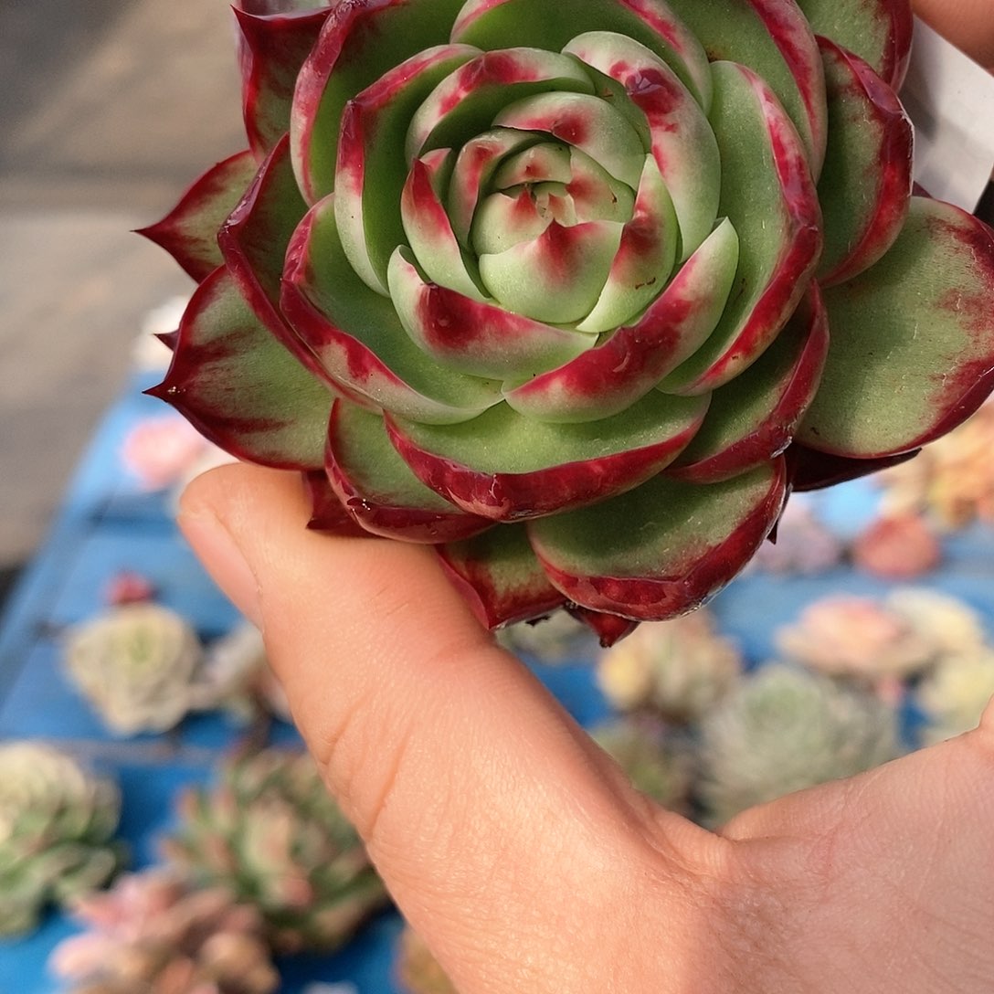 434惊鸿仙子锦多肉植物哇啦塞