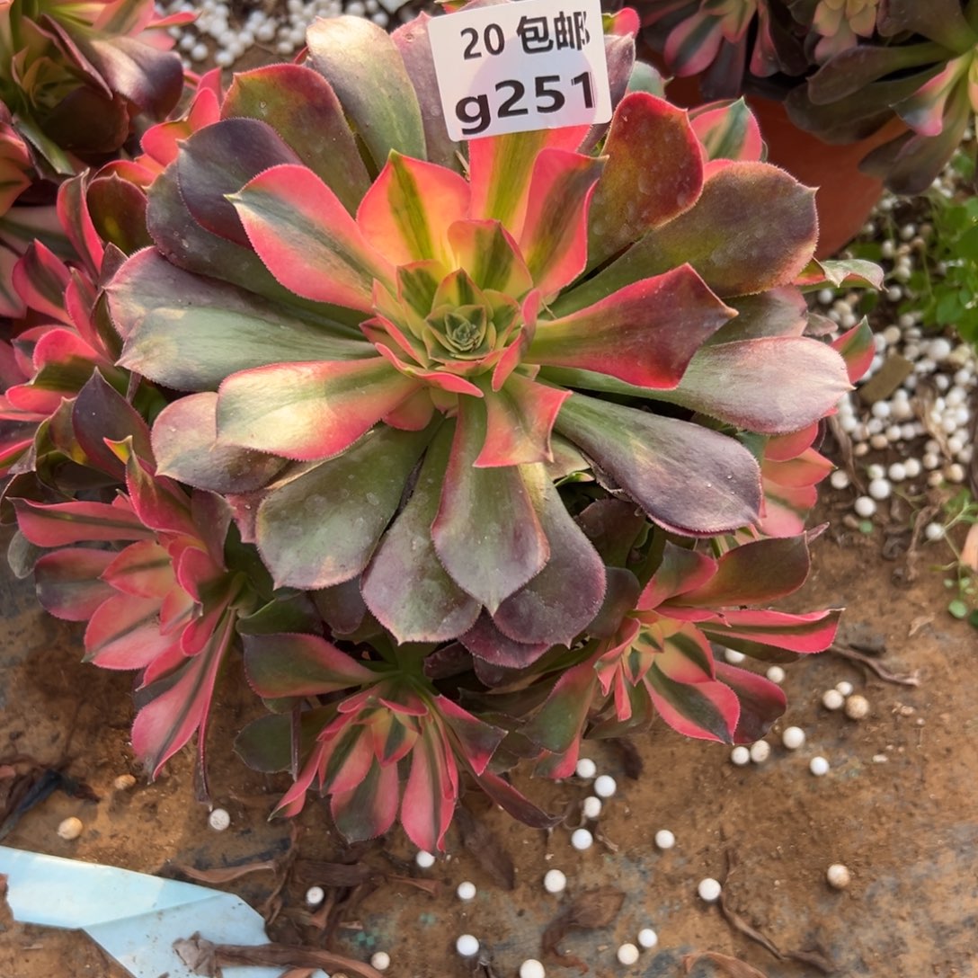 人***辰251香妃，满20包邮嘟叮熊