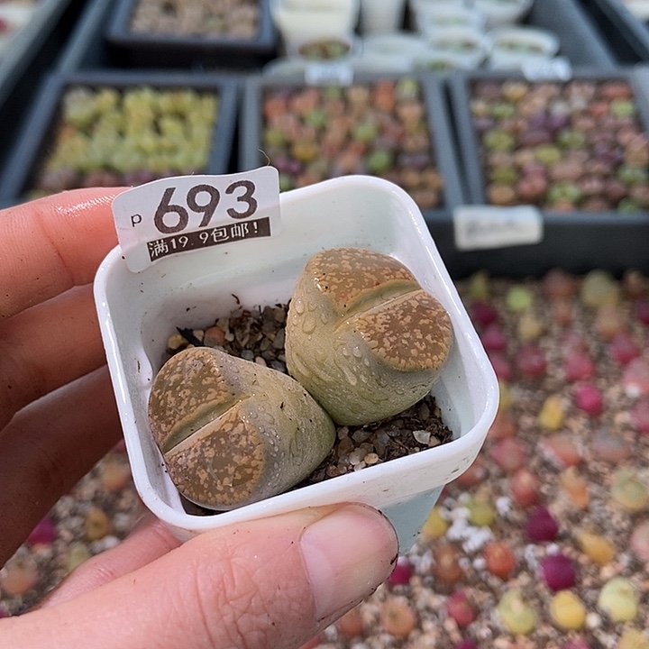 大舅生石花肉锥多肉693