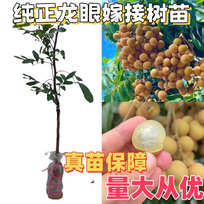 四季龙眼石峡储良桂圆无核嫁接苗南方种植广西发货高产果树苗木