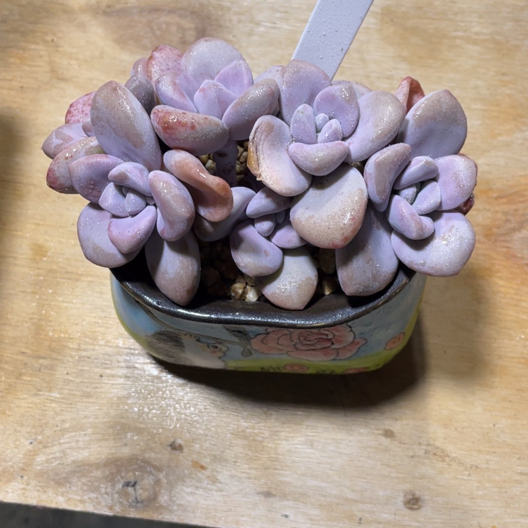 一物一拍中通快递