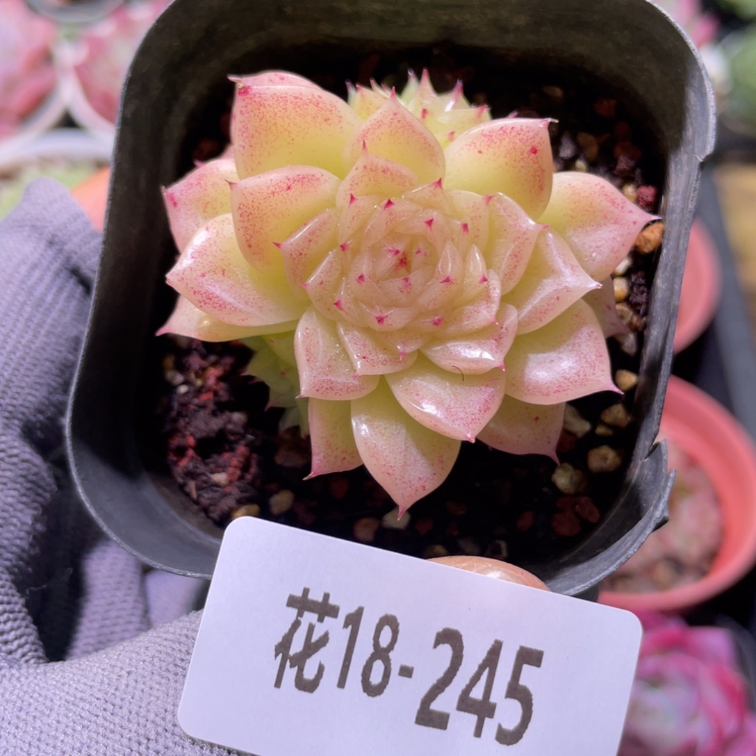 白天鹅18-245麦秆