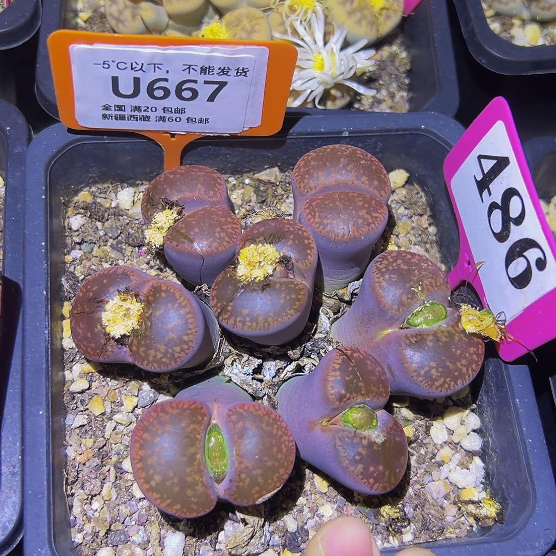 667 一物一拍，默认有伤，介意勿拍，不退不换