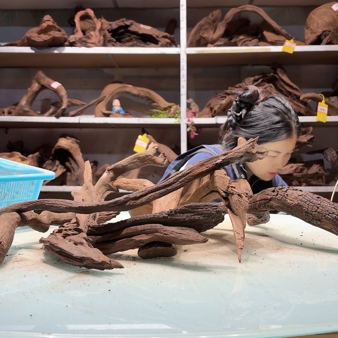 倍褚沉木不包损必褪色小****电6649紫柚枝条