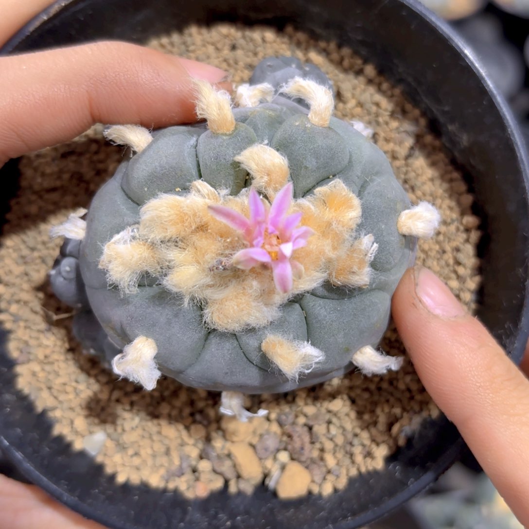 面包缀G g g g g g g g g