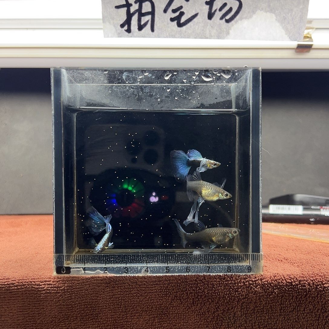孔雀鱼蓝礼服绣球两对