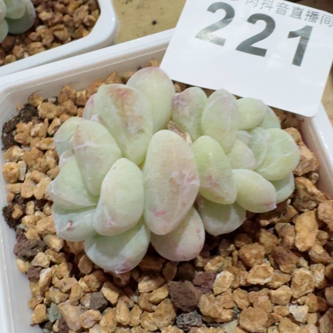 石化冰玉         精品多肉