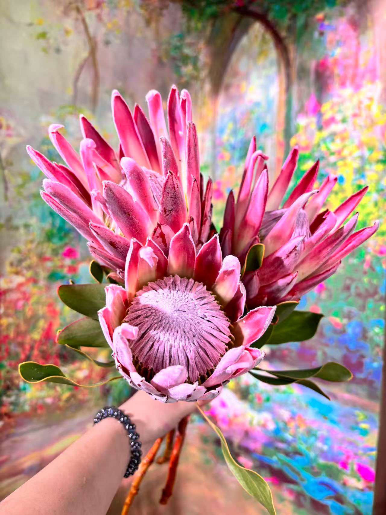 【精致粉帝王】南非进口花新鲜普通粉帝王花花束