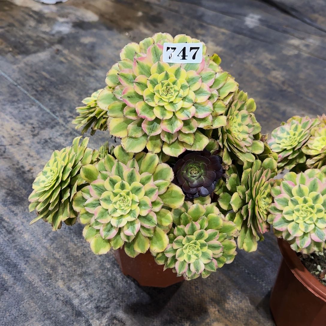0000000747黛玉多肉植物