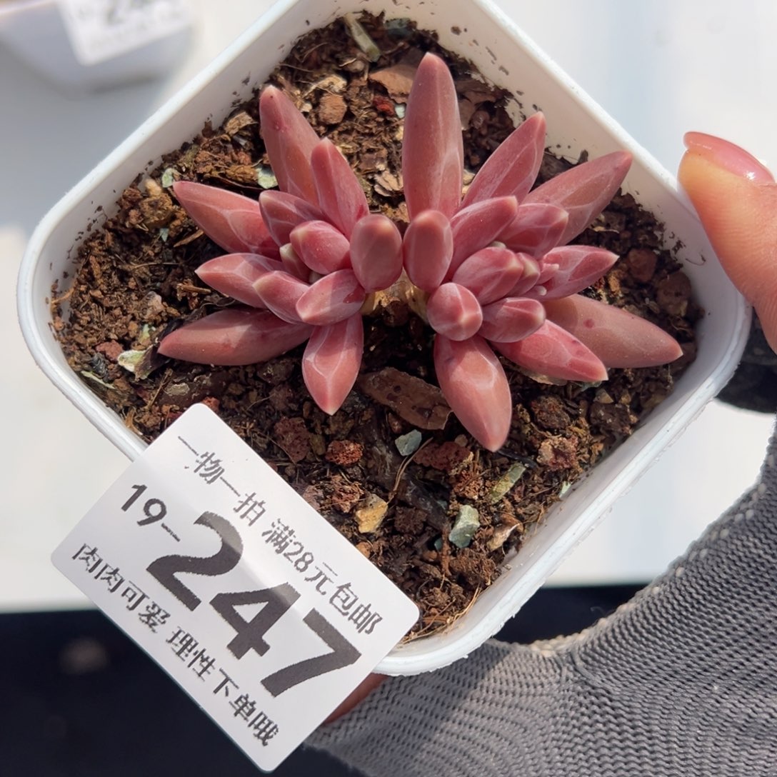 伊卡鲁斯多肉多肉多肉多肉