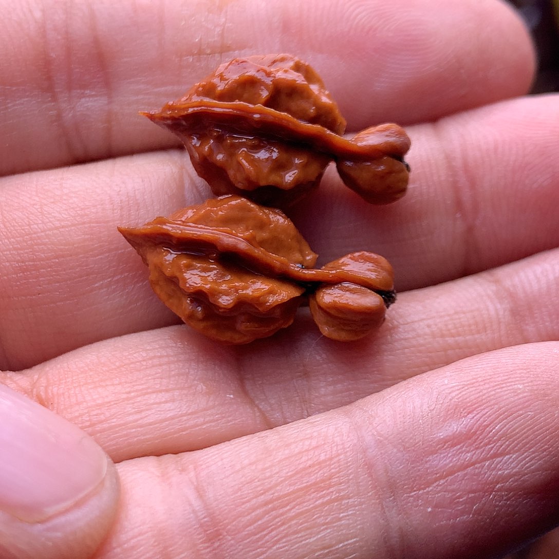 文玩核桃把件东北楸子文玩核桃