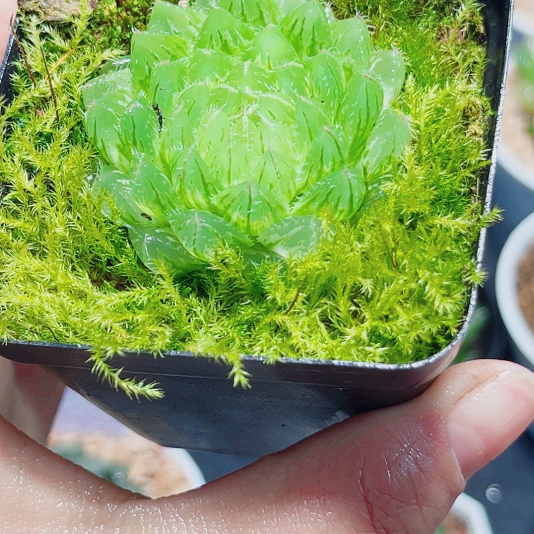 翠云锦多肉植物666