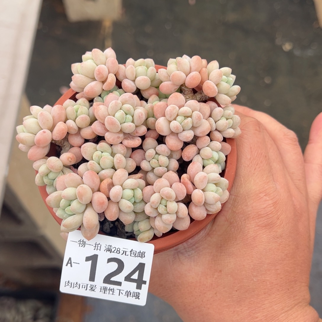 鱼子酱多肉多肉多肉多肉