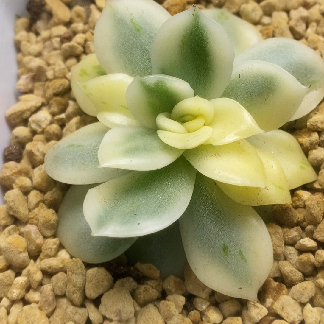 碧浪锦锦锦锦锦锦锦锦锦