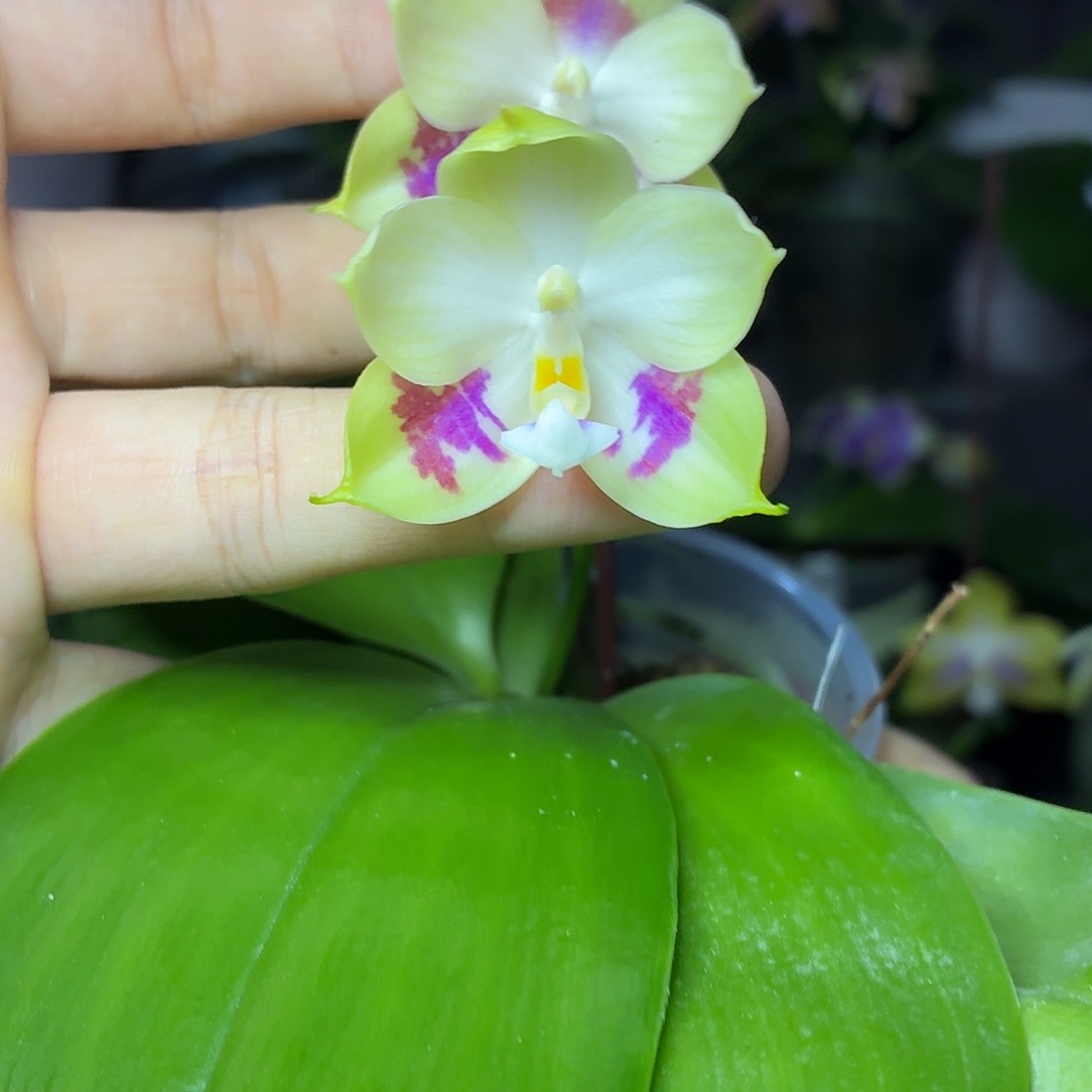 当前无花朵，栽培后可花朵A1097yss1233
