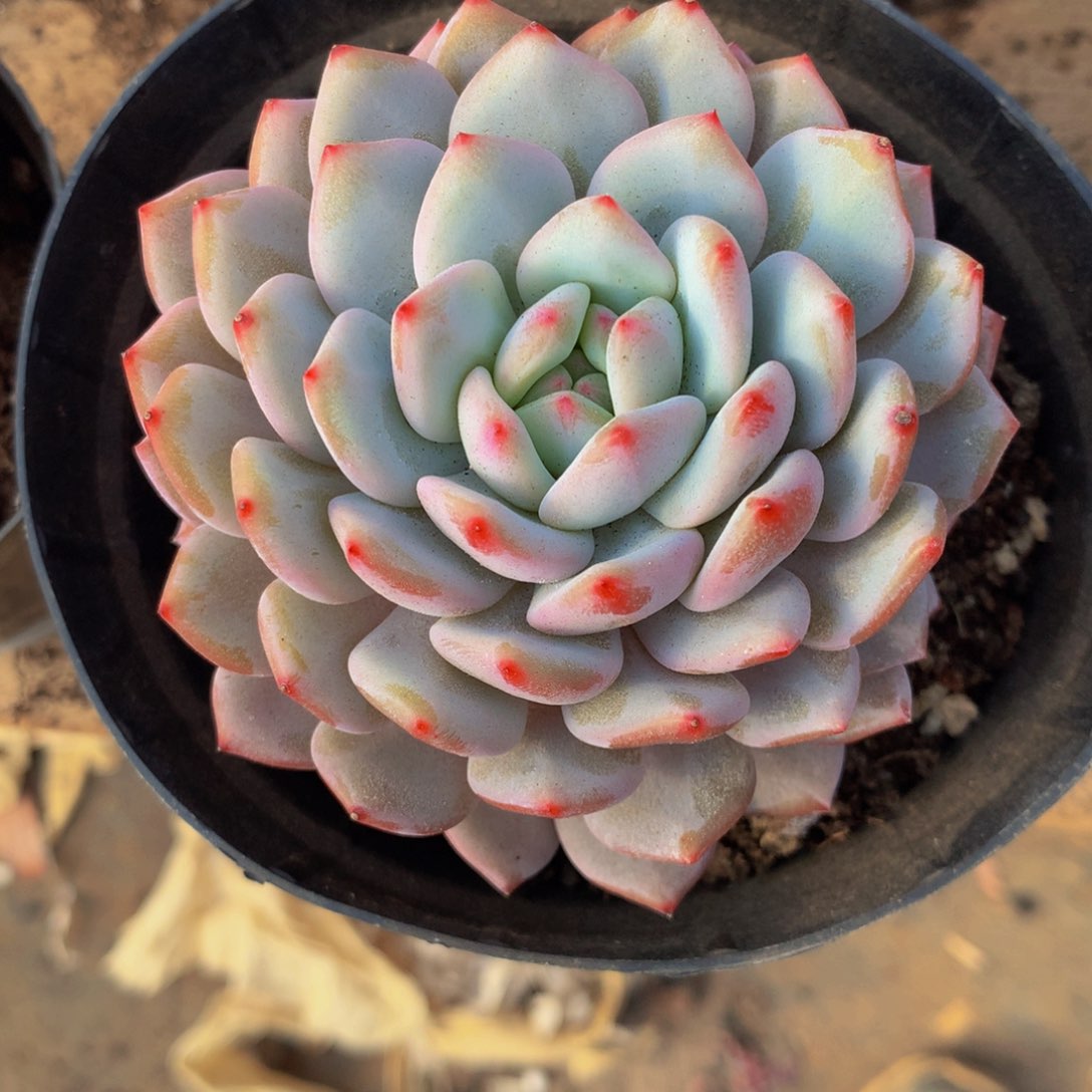 岁**好星星橙模特多肉植物