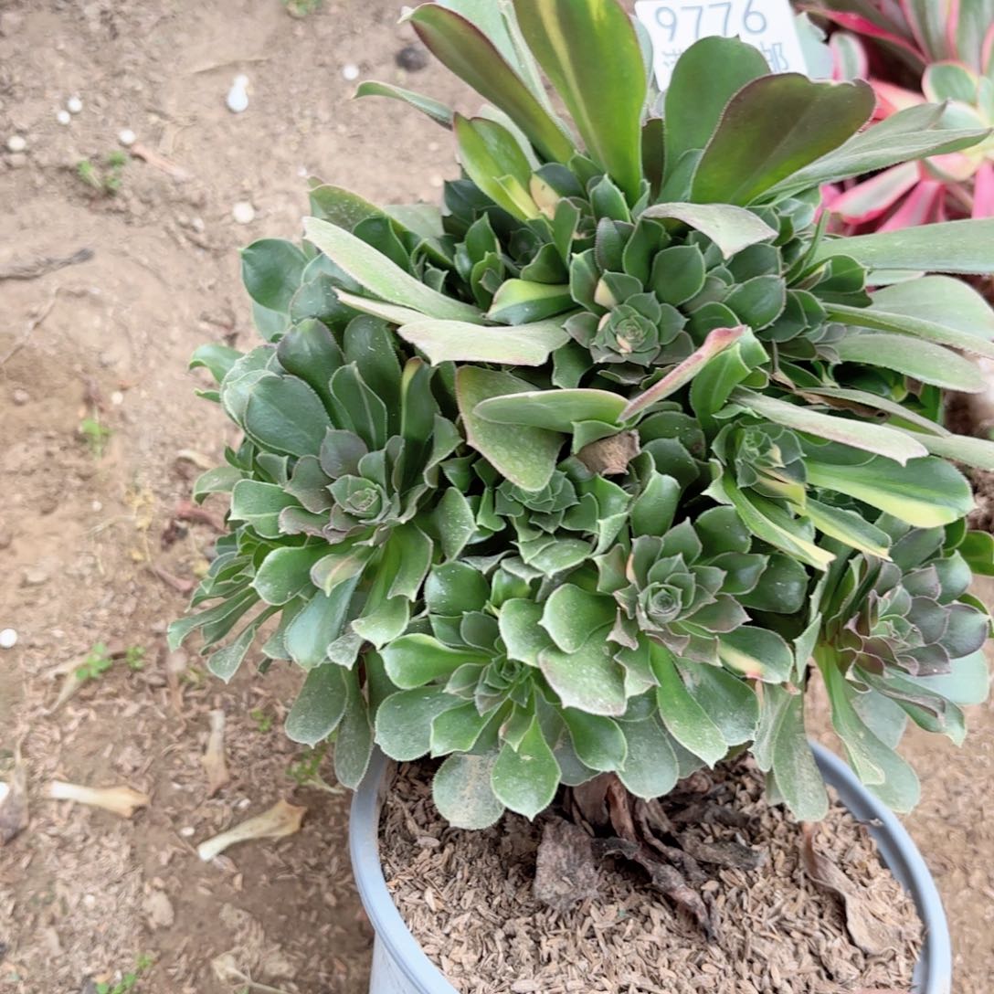 A. 9776七彩拉丝多肉